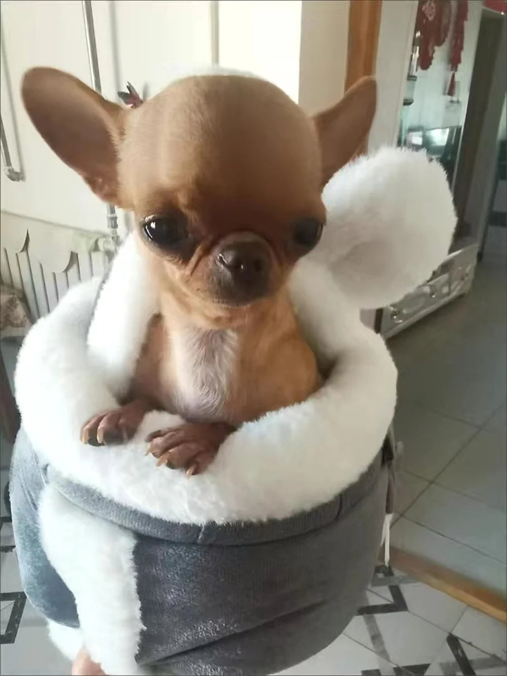Cozy padded interior of small dog carrier for puppies and cats
