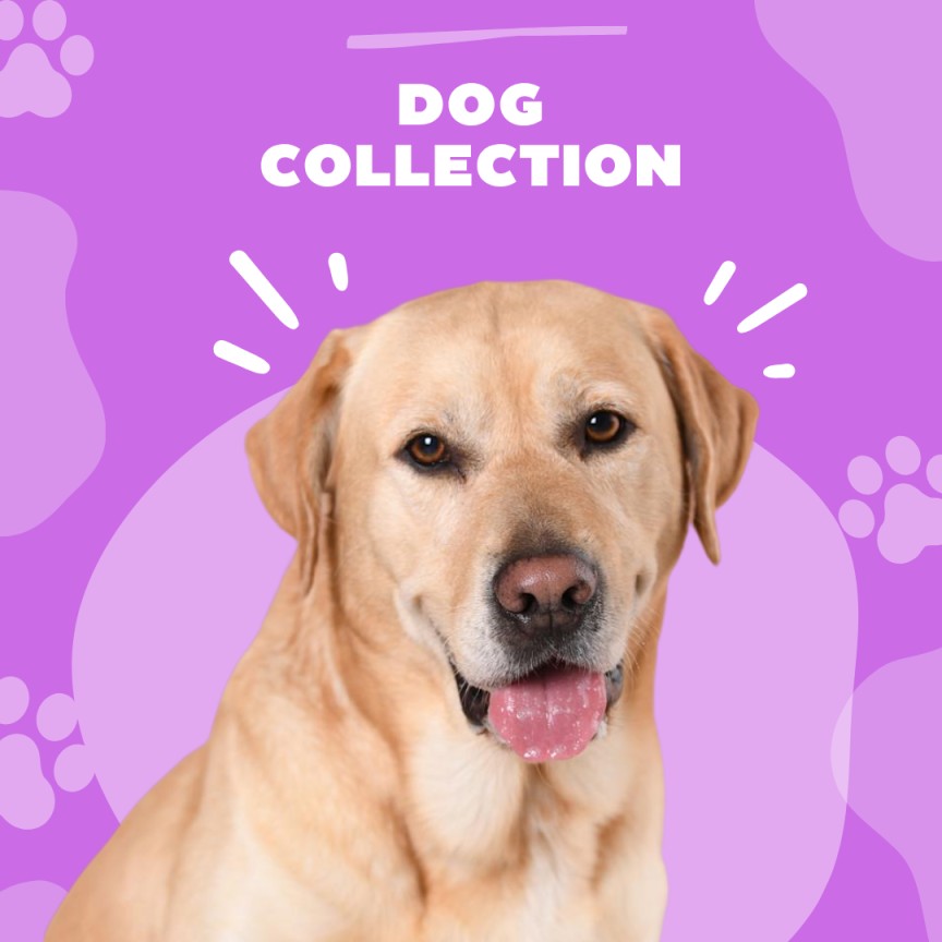 Dog Collection Bitora SHop USA