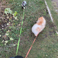 Flexi Dog Leash with Lights – 360° Swivel No-Tangle Design - Bitora
