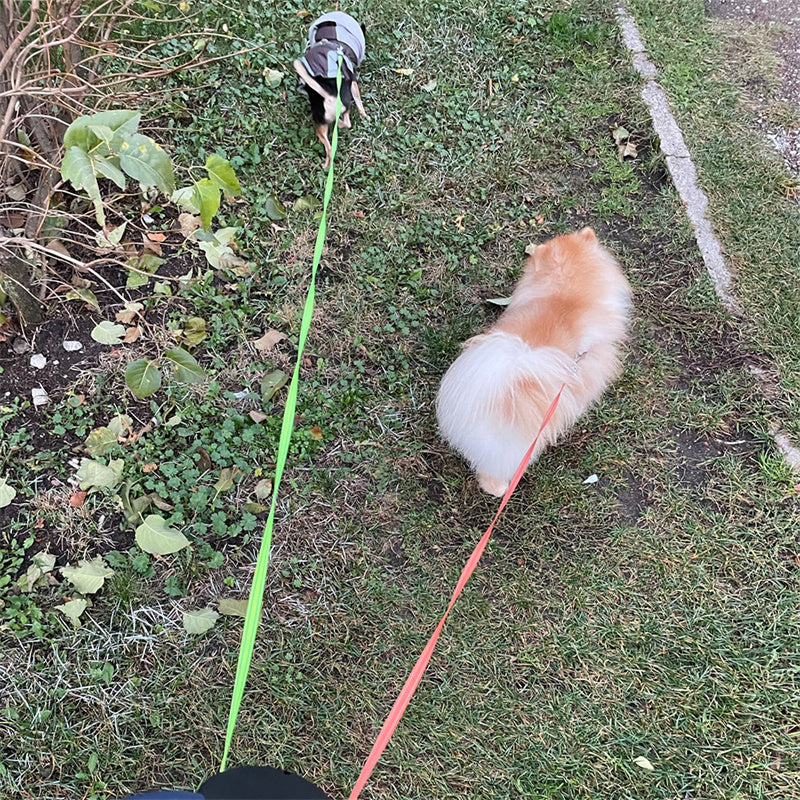 Flexi Dog Leash with Lights – 360° Swivel No-Tangle Design - Bitora