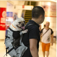 Owner carrying small dog in comfortable dog backpack
